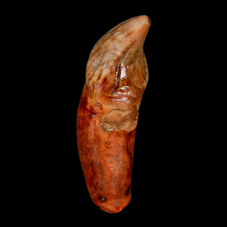 1.9" Extinct Cave Bear Ursus Spelaeus Incisor Tooth Rooted Pleistocene Age COA, Stand