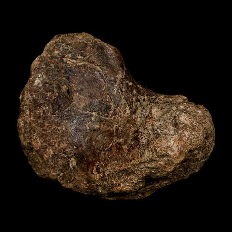 4.2" Ichthyosaurus Fossil Bone Section Dorset England Jurassic Marine Reptile COA