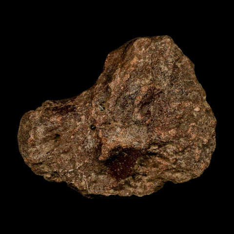 4.2" Ichthyosaurus Fossil Bone Section Dorset England Jurassic Marine Reptile COA