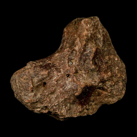 4.2" Ichthyosaurus Fossil Bone Section Dorset England Jurassic Marine Reptile COA