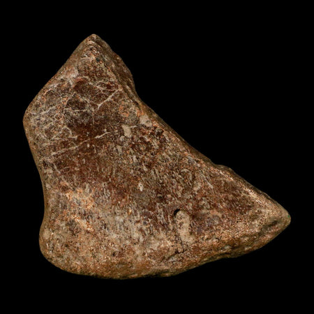 3" Ichthyosaurus Fossil Bone Section Dorset England Jurassic Marine Reptile COA