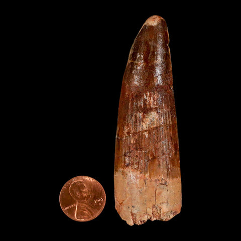 XL 3.3" Spinosaurus Fossil Tooth 100 Million Years Old Cretaceous Dinosaur COA - Fossil Age Minerals