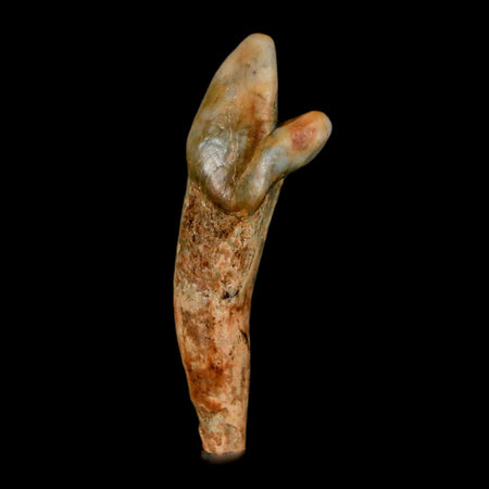 1.7" Extinct Cave Bear Ursus Spelaeus Incisor Tooth Rooted Pleistocene Age COA, Stand