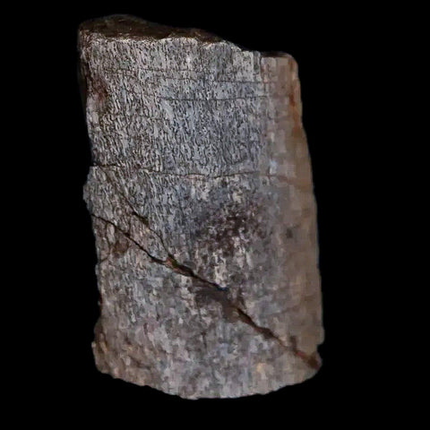 0.7" Tenontosaurus Fossil Bone Cloverly FM Cretaceous Dinosaur Montana COA Display - Fossil Age Minerals