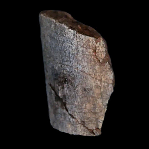 0.7" Tenontosaurus Fossil Bone Cloverly FM Cretaceous Dinosaur Montana COA Display - Fossil Age Minerals