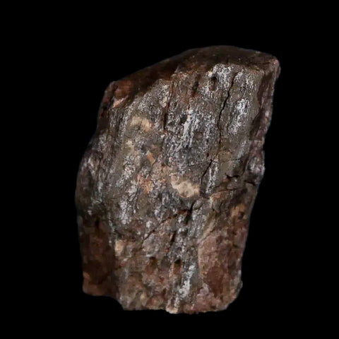 0.7" Tenontosaurus Fossil Bone Cloverly FM Cretaceous Dinosaur Montana COA Display - Fossil Age Minerals