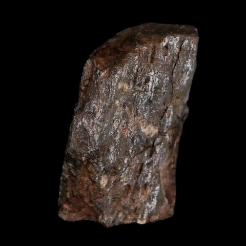 0.7" Tenontosaurus Fossil Bone Cloverly FM Cretaceous Dinosaur Montana COA Display - Fossil Age Minerals