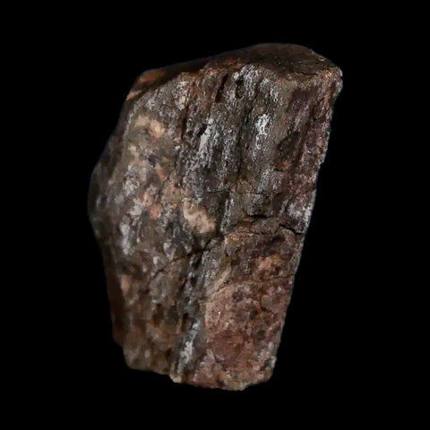 0.7" Tenontosaurus Fossil Bone Cloverly FM Cretaceous Dinosaur Montana COA Display - Fossil Age Minerals