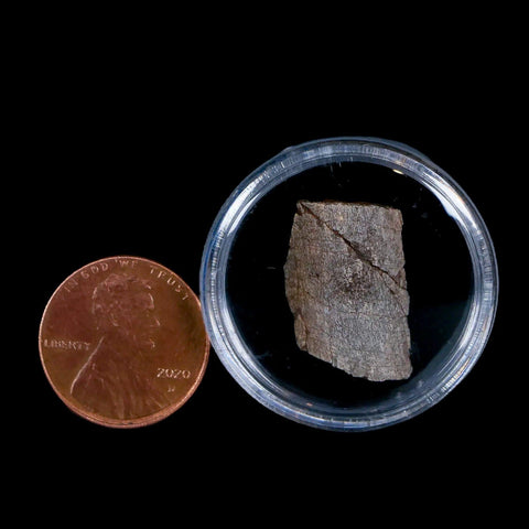 0.7" Tenontosaurus Fossil Bone Cloverly FM Cretaceous Dinosaur Montana COA Display - Fossil Age Minerals