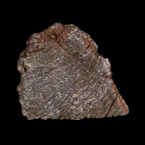 0.7" Tenontosaurus Fossil Bone Cloverly FM Cretaceous Dinosaur Montana COA Display - Fossil Age Minerals