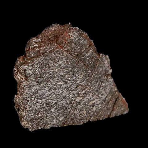 0.7" Tenontosaurus Fossil Bone Cloverly FM Cretaceous Dinosaur Montana COA Display - Fossil Age Minerals