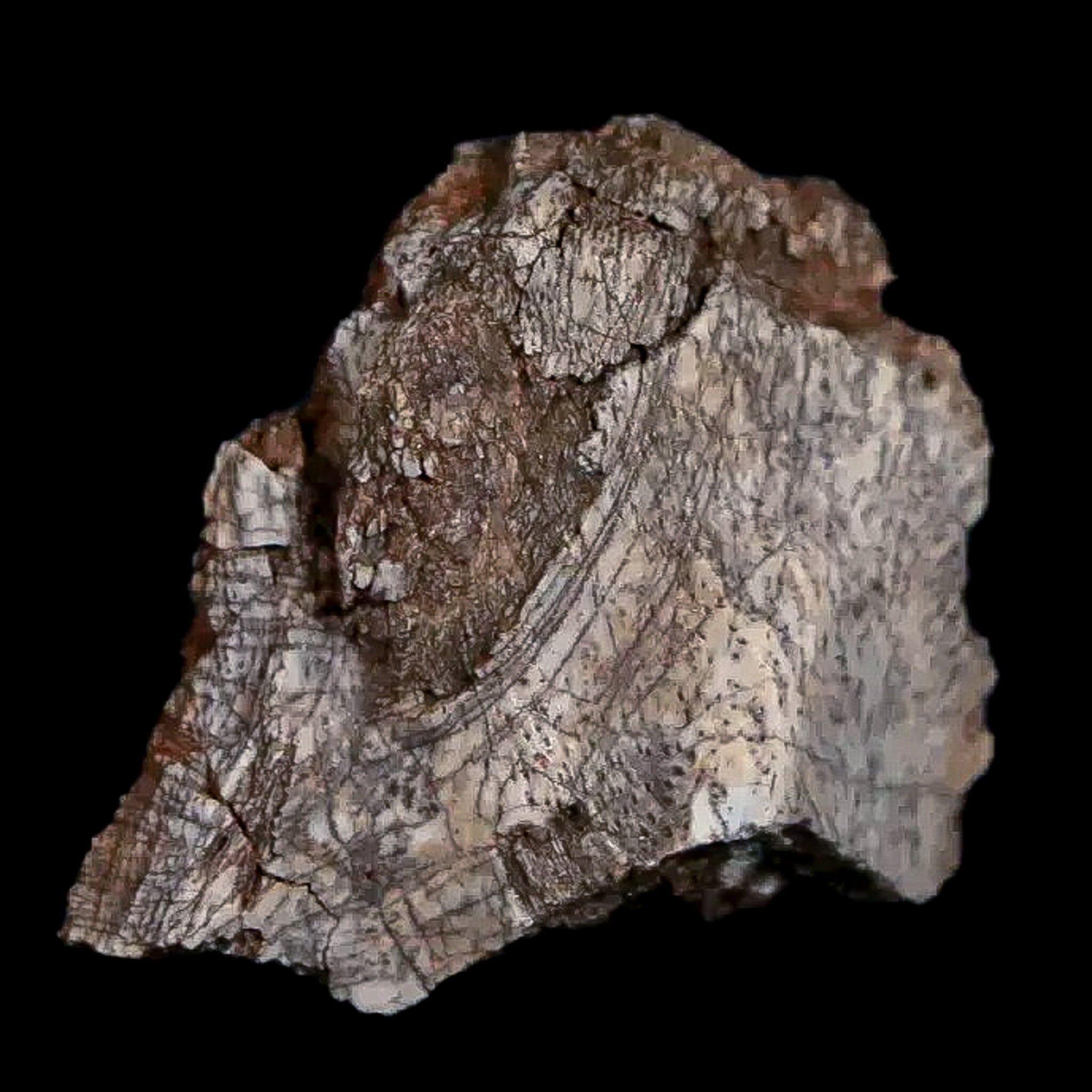 0.7" Tenontosaurus Fossil Bone Cloverly FM Cretaceous Dinosaur Montana COA Display - Fossil Age Minerals