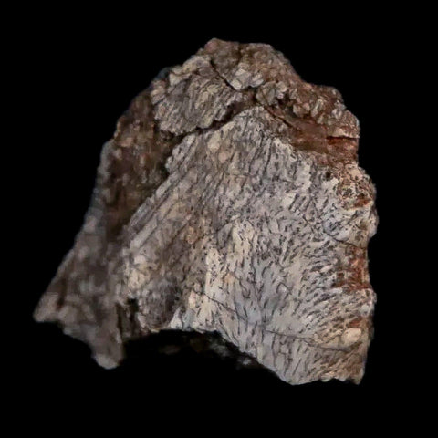 0.7" Tenontosaurus Fossil Bone Cloverly FM Cretaceous Dinosaur Montana COA Display - Fossil Age Minerals