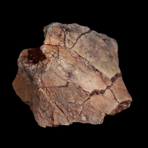 0.7" Tenontosaurus Fossil Bone Cloverly FM Cretaceous Dinosaur Montana COA Display - Fossil Age Minerals