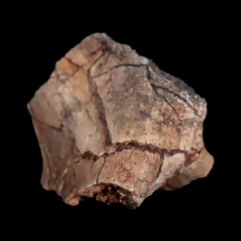 0.7" Tenontosaurus Fossil Bone Cloverly FM Cretaceous Dinosaur Montana COA Display - Fossil Age Minerals