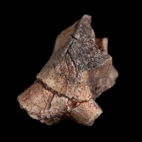 0.7" Tenontosaurus Fossil Bone Cloverly FM Cretaceous Dinosaur Montana COA Display - Fossil Age Minerals