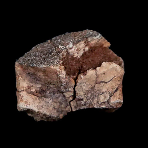 0.7" Tenontosaurus Fossil Bone Cloverly FM Cretaceous Dinosaur Montana COA Display - Fossil Age Minerals