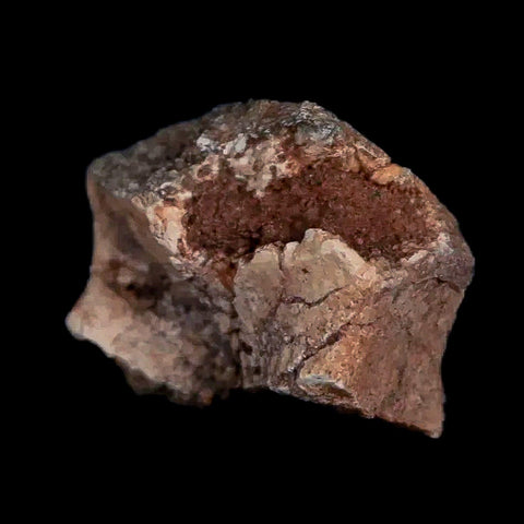 0.7" Tenontosaurus Fossil Bone Cloverly FM Cretaceous Dinosaur Montana COA Display - Fossil Age Minerals