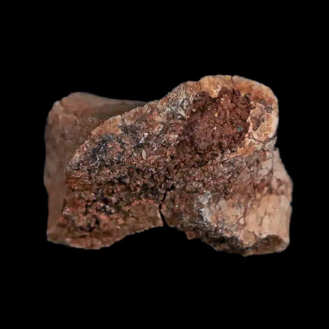 0.7" Tenontosaurus Fossil Bone Cloverly FM Cretaceous Dinosaur Montana COA Display - Fossil Age Minerals