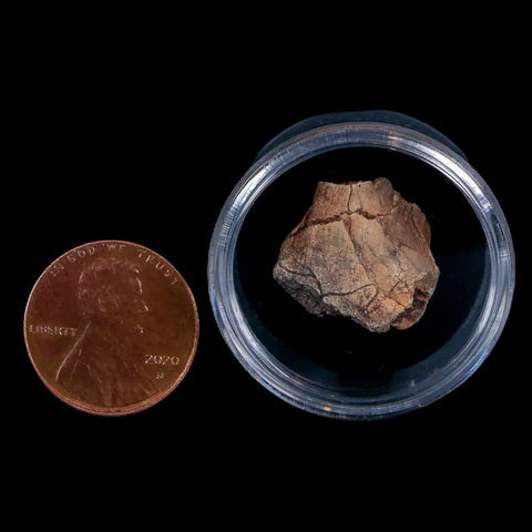 0.7" Tenontosaurus Fossil Bone Cloverly FM Cretaceous Dinosaur Montana COA Display - Fossil Age Minerals