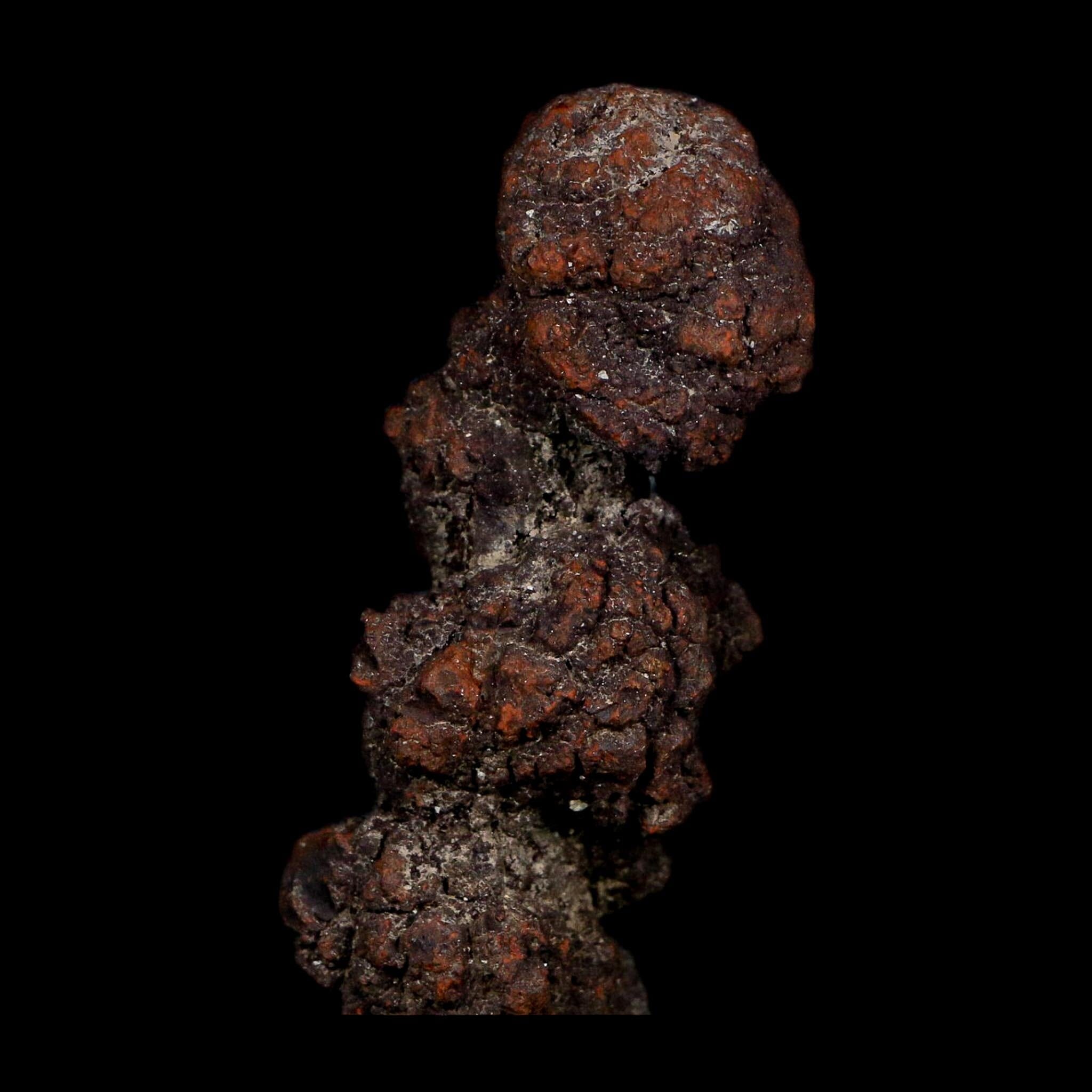 3.3" Prehistoric Coprolite Fossil Specimen Poop Dung Miocene Age Madagascar COA - Fossil Age Minerals