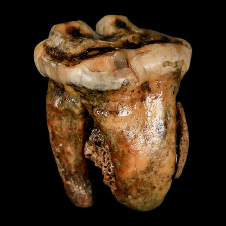 1.5" Extinct Cave Bear Ursus Spelaeus Pre-Molar Tooth Rooted Pleistocene Age COA