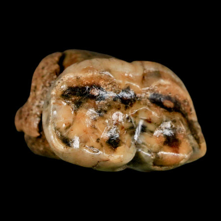 1.5" Extinct Cave Bear Ursus Spelaeus Pre-Molar Tooth Rooted Pleistocene Age COA