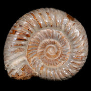 70MM Polished Perisphinctes Ammonite Fossil Nautilus Madagascar Jurassic Age COA