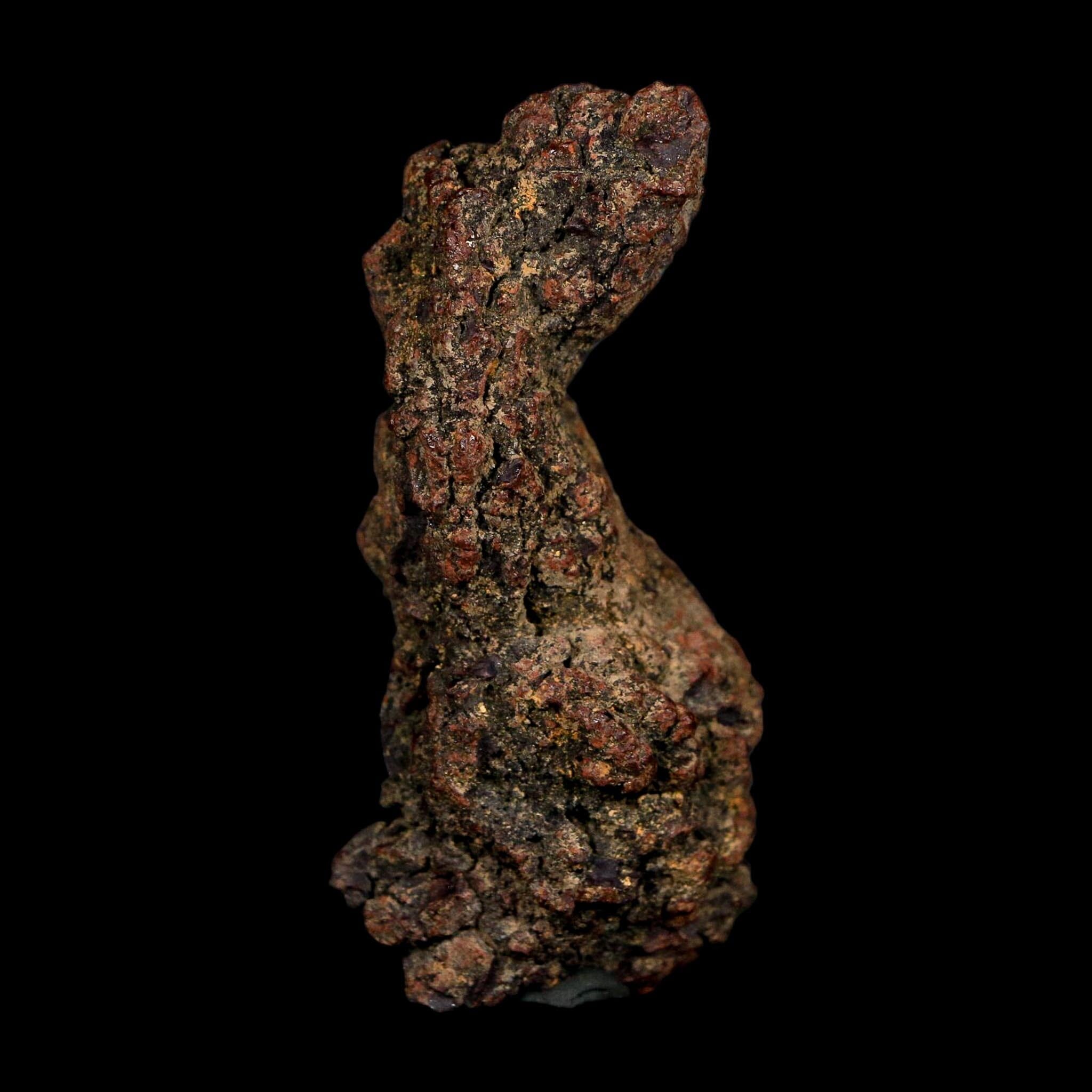 2.9" Prehistoric Coprolite Fossil Specimen Poop Dung Miocene Age Madagascar COA - Fossil Age Minerals