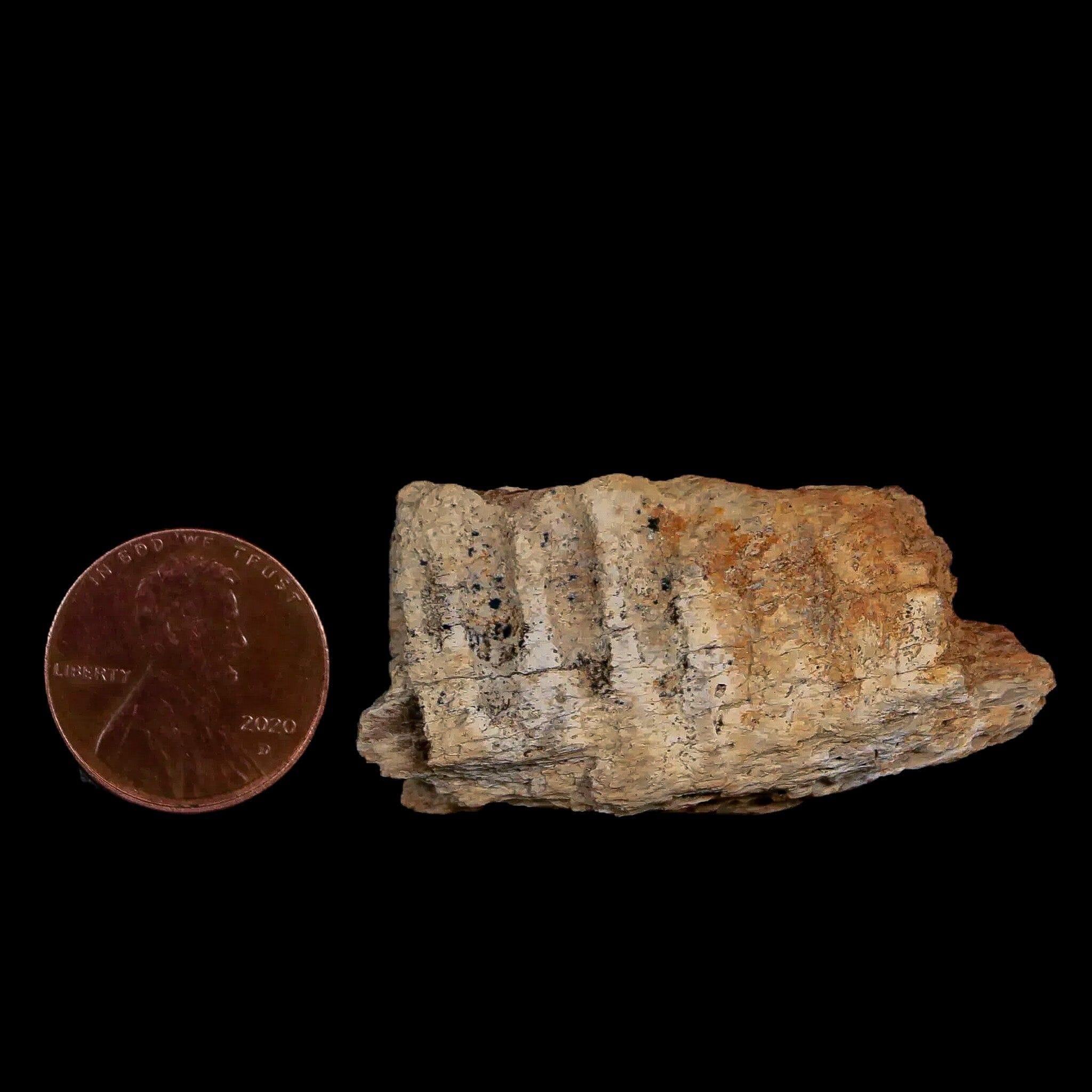 1.8" Edmontosaurus Fossil Jaw Maxilla Bone Lance Creek Cretaceous Dinosaur WY COA - Fossil Age Minerals