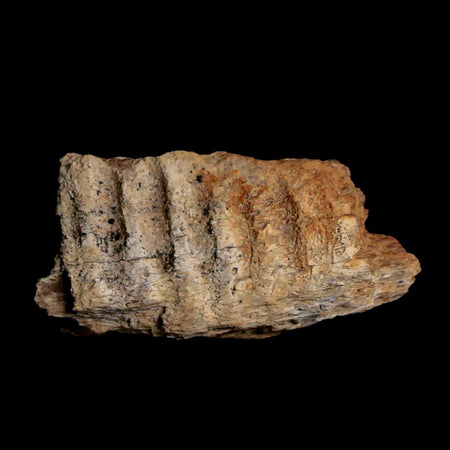 1.8" Edmontosaurus Fossil Jaw Maxilla Bone Lance Creek Cretaceous Dinosaur WY COA