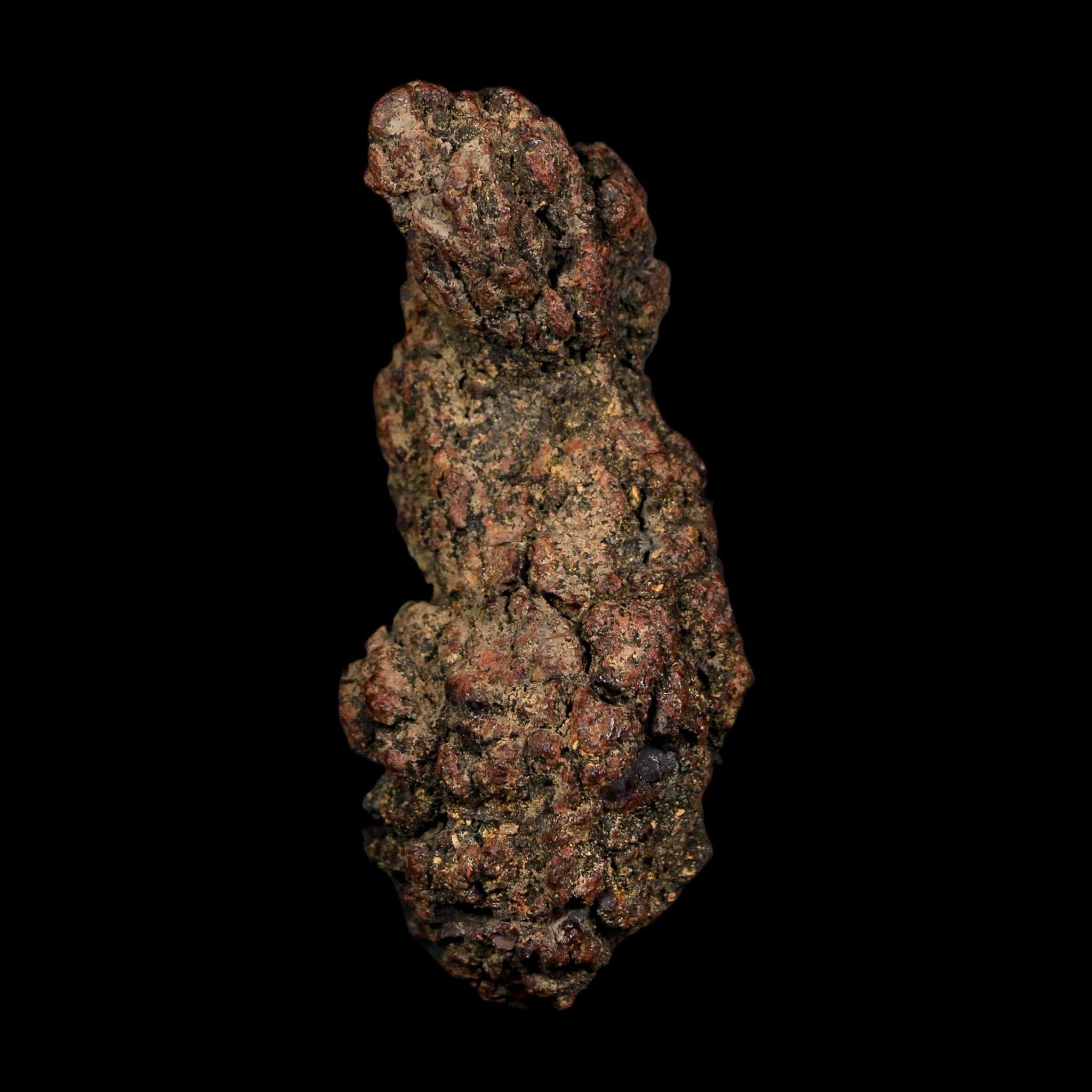 2.9" Prehistoric Coprolite Fossil Specimen Poop Dung Miocene Age Madagascar COA - Fossil Age Minerals