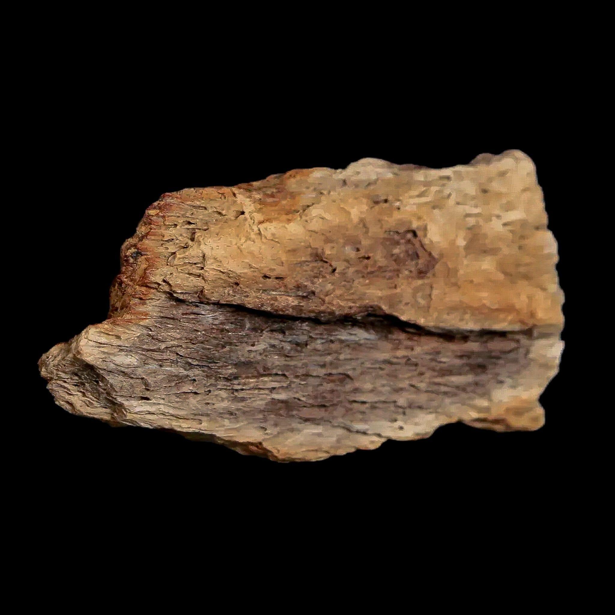 1.8" Edmontosaurus Fossil Jaw Maxilla Bone Lance Creek Cretaceous Dinosaur WY COA - Fossil Age Minerals