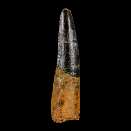 XL 3.4" Spinosaurus Fossil Tooth 100 Million Years Old Cretaceous Dinosaur COA