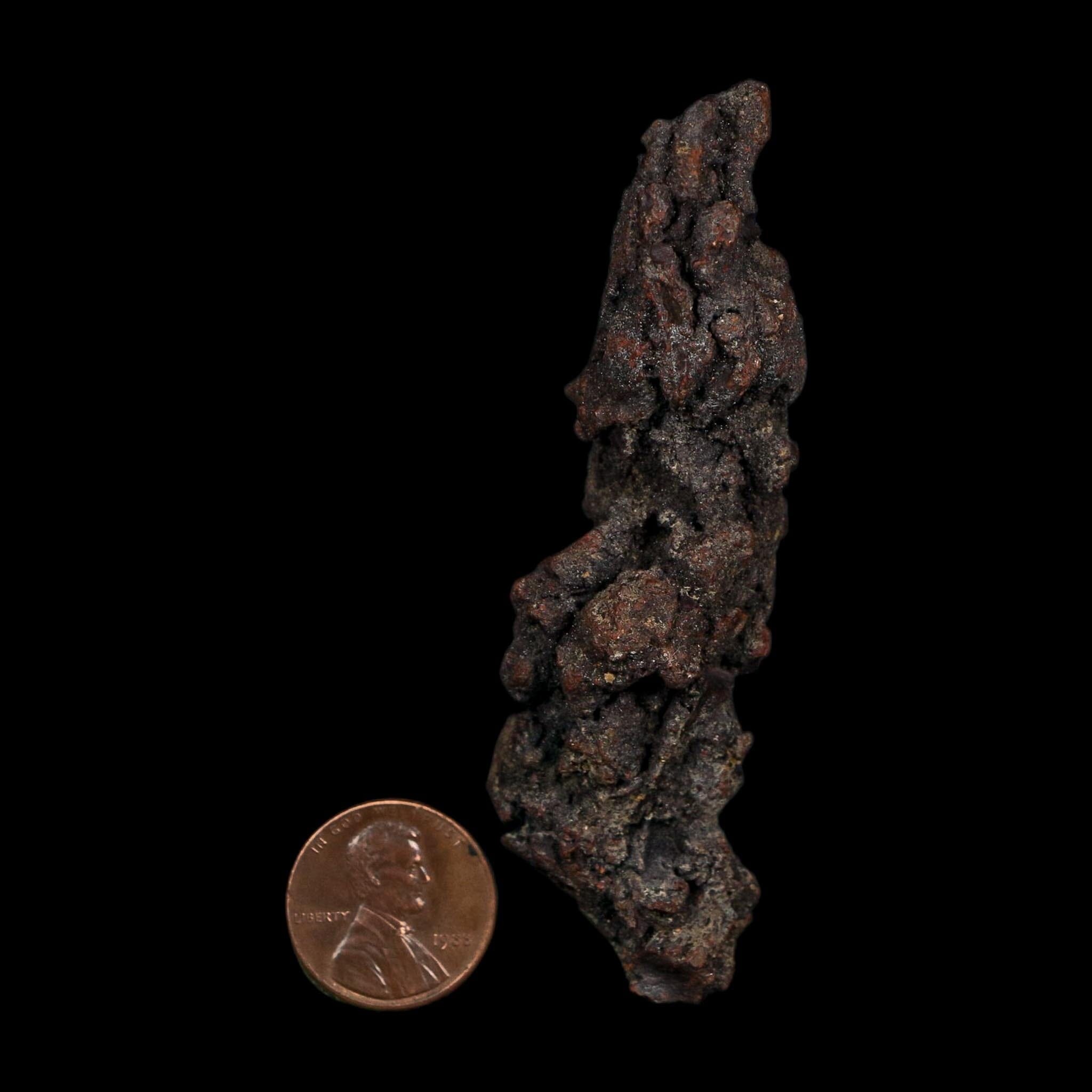 3.2" Prehistoric Coprolite Fossil Specimen Poop Dung Miocene Age Madagascar COA - Fossil Age Minerals