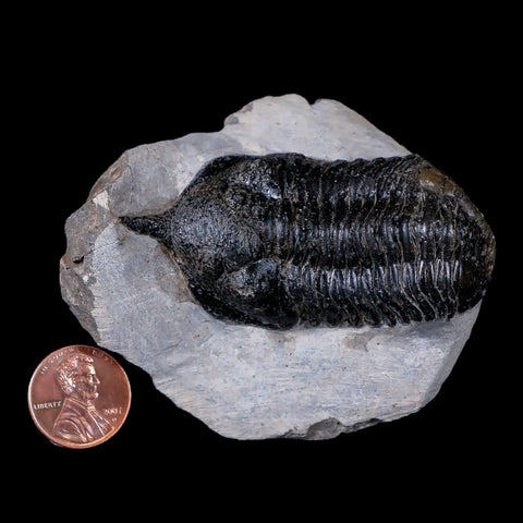 2.7" Morocconites Malladoides Trilobite Fossil Morocco Devonian Age Display, COA - Fossil Age Minerals