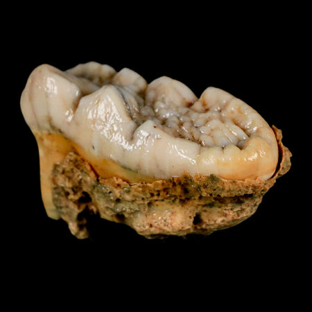 1.9" Extinct Cave Bear Ursus Spelaeus Molar Tooth Rooted Pleistocene Age COA