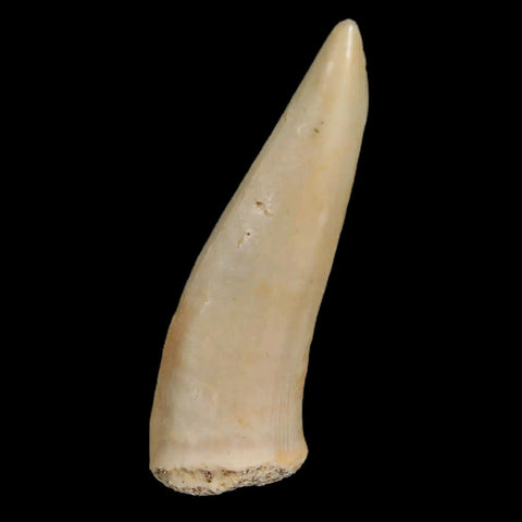 1.7" Saber Toothed Herring Fossil Fang Enchodus Libycus Cretaceous COA Stand - Fossil Age Minerals