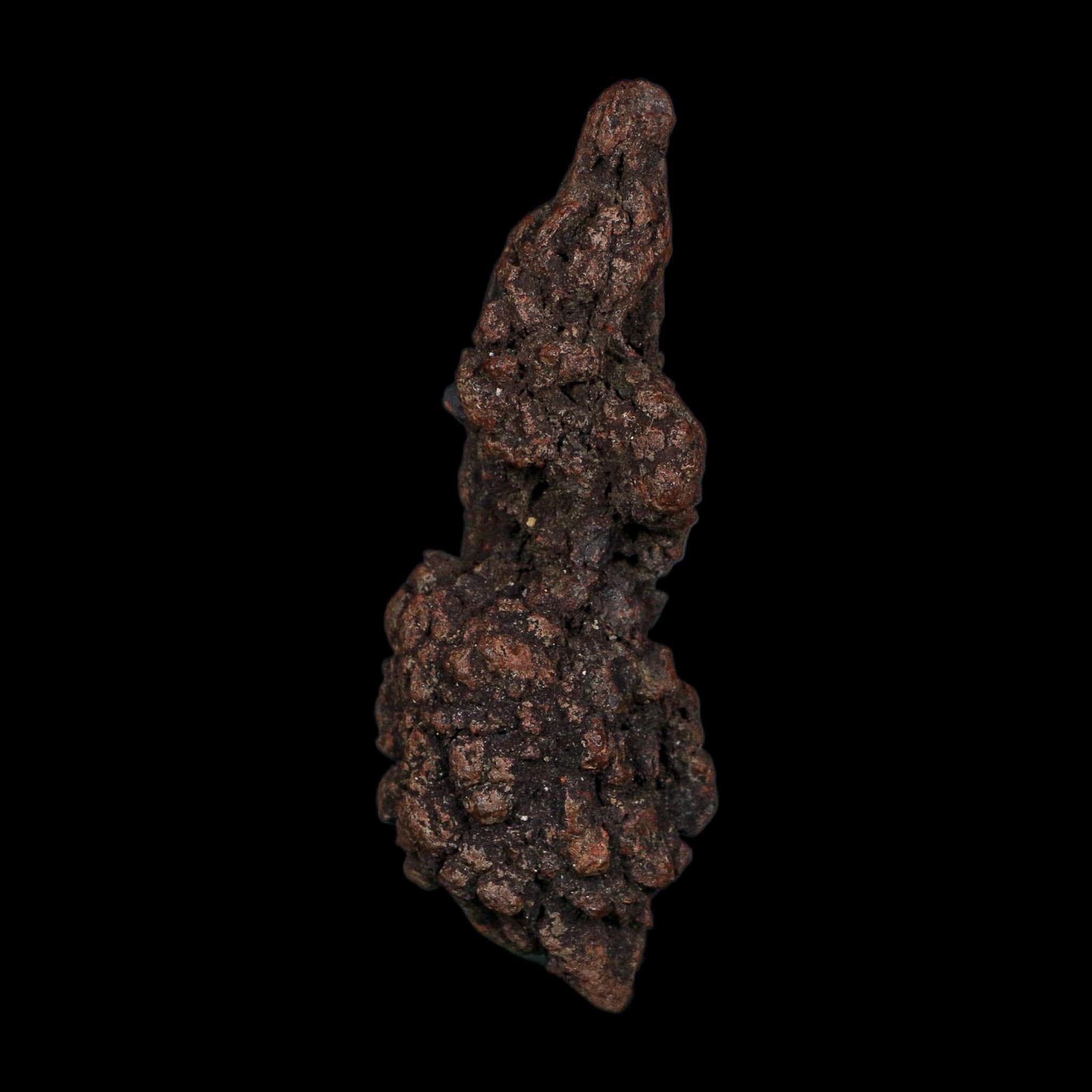 3.7" Prehistoric Coprolite Fossil Specimen Poop Dung Miocene Age Madagascar COA - Fossil Age Minerals