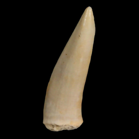 1.7" Saber Toothed Herring Fossil Fang Enchodus Libycus Cretaceous COA Stand - Fossil Age Minerals