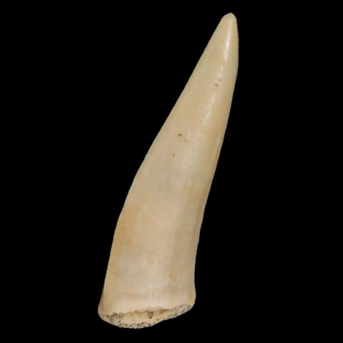 1.7" Saber Toothed Herring Fossil Fang Enchodus Libycus Cretaceous COA Stand - Fossil Age Minerals