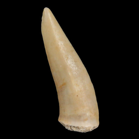 1.7" Saber Toothed Herring Fossil Fang Enchodus Libycus Cretaceous COA Stand - Fossil Age Minerals