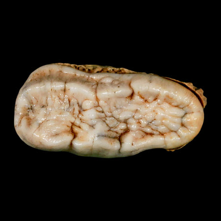 1.9" Extinct Cave Bear Ursus Spelaeus Molar Tooth Rooted Pleistocene Age COA