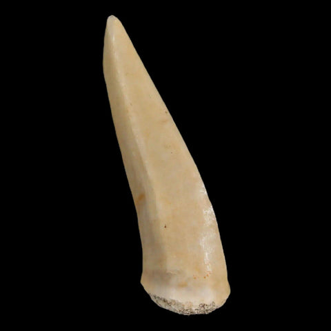 1.7" Saber Toothed Herring Fossil Fang Enchodus Libycus Cretaceous COA Stand - Fossil Age Minerals