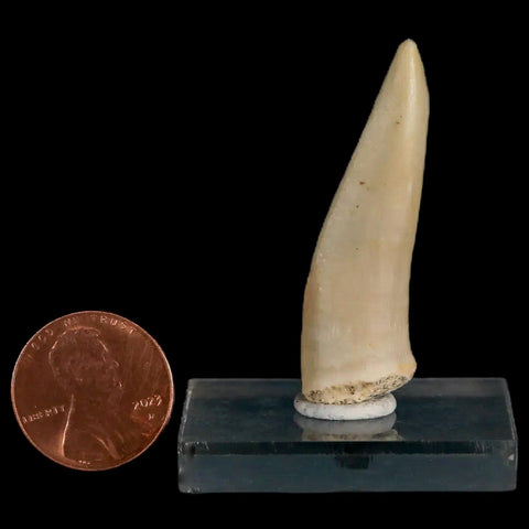 1.7" Saber Toothed Herring Fossil Fang Enchodus Libycus Cretaceous COA Stand - Fossil Age Minerals