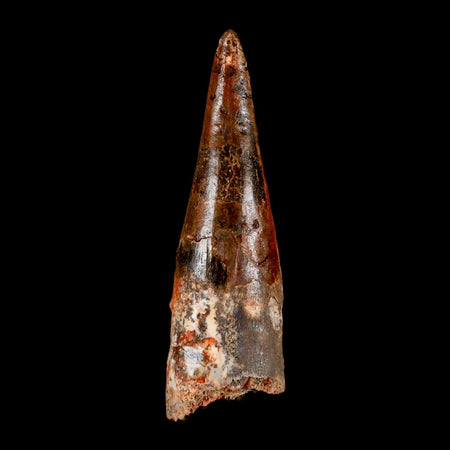 XL 3.2" Spinosaurus Fossil Tooth 100 Million Years Old Cretaceous Dinosaur COA