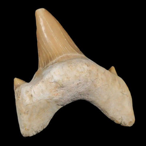 2.2" Otodus Obliquus Shark Fossil Tooth Specimen Oued Zem Morocco COA - Fossil Age Minerals