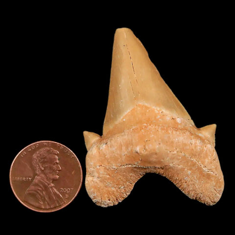 1.9" Otodus Obliquus Shark Fossil Tooth Specimen Oued Zem Morocco COA - Fossil Age Minerals