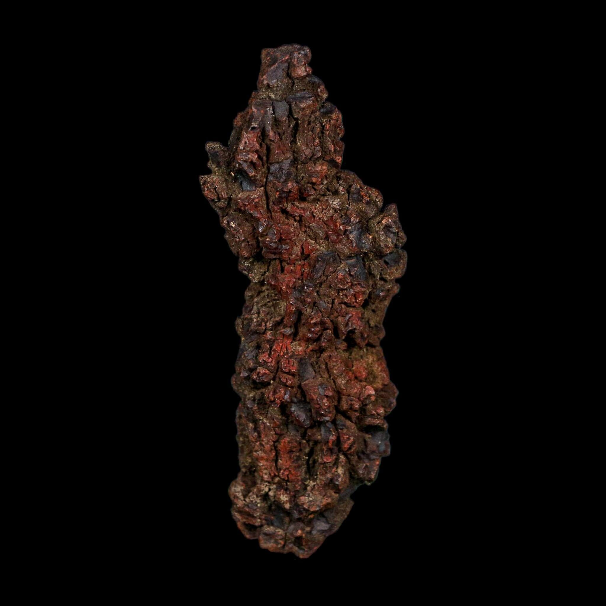 3.1" Prehistoric Coprolite Fossil Specimen Poop Dung Miocene Age Madagascar COA - Fossil Age Minerals