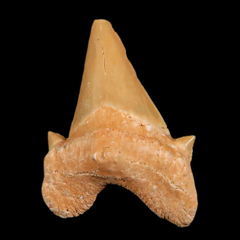 1.9" Otodus Obliquus Shark Fossil Tooth Specimen Oued Zem Morocco COA - Fossil Age Minerals